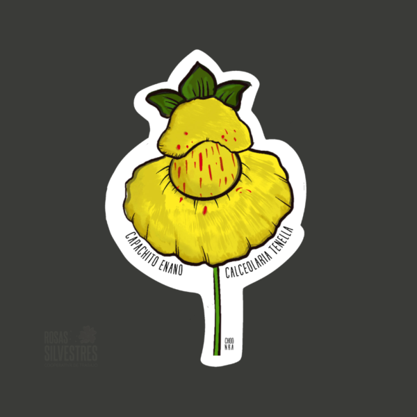 Sticker de flora: Capachito enano - calceolaria tenella