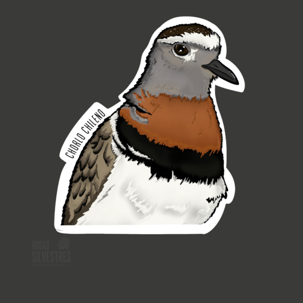 Sticker de ave: Chorlo chileno