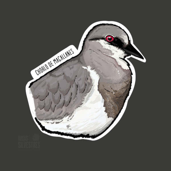 Sticker de ave: Chorlo de magallanes