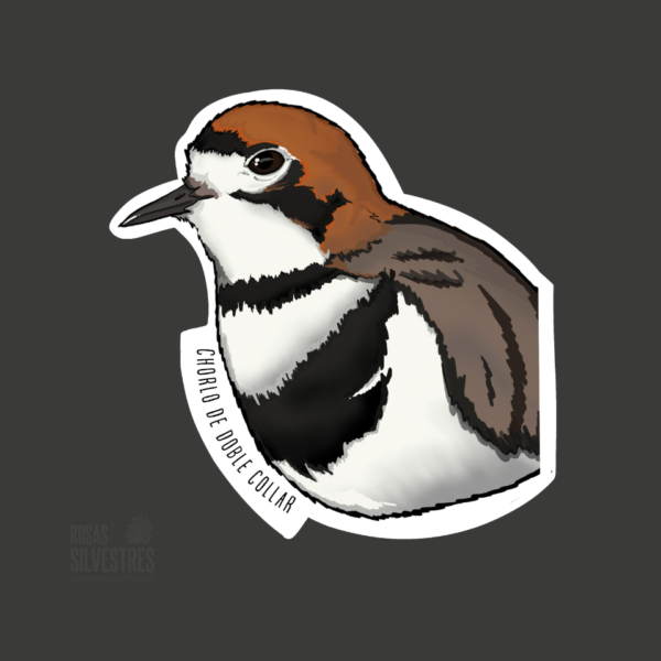 Sticker de ave: Chorlo de doble collar