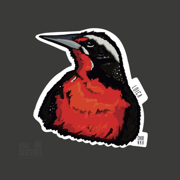 Sticker de ave: Loica