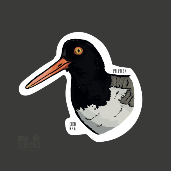 Sticker de ave: Pilpilen